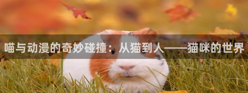 囧次元官方网站下载：喵与动漫的奇妙碰撞：从猫到人——猫咪的世界